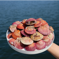 [내일도착] 통영 당일조업 제철 생물 비단 홍 가리비 세척 선별 홍가리비, 1세트, 홍가리비 1kg (19미 내외)