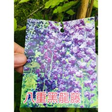霏霏園藝 綜合藤花類 八重黑龍藤 九呎藤 6吋-7吋盆, 1個