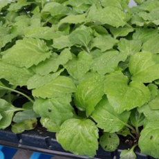 부지깽이나물 묵나물 모종, 부지꺵이 모종