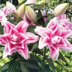 [풀떼기] 로즈릴리 겹백합 구근 6개 혼합