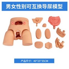 도뇨몰드 교육용 남녀 호환 내외생식기 모델, 1)생식 교환 고급 카테터 모델