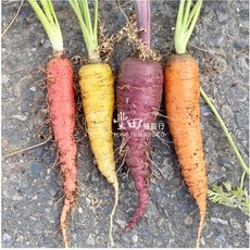 【野菜部屋】彩色胡蘿蔔種子 35公克, 1包