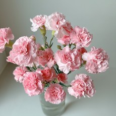 스프레이 카네이션 생화 오래보는 꽃택배, 핑크