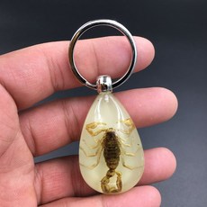 곤충 표본 펜던트 열쇠고리 관찰 학습 성장 실제 과학, 노란 전갈