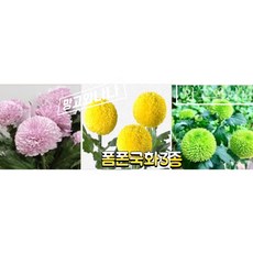 폼폰국화3종1셋(핑크.노랑.초록), 1개