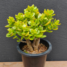 [다봉스] 부와 풍요를 부르는 칼라염좌 중품 다육식물 돈나무 다육이 랜덤발송 1개