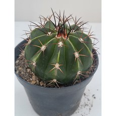 [가람다육] 선인장, 1개