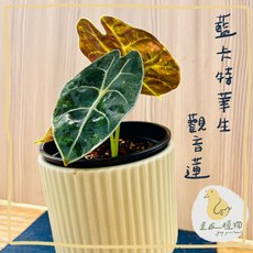 歪皮植物 藍卡特華生觀音蓮 觀音蓮 觀葉植物 雨林植物 觀葉入門款 居家植物 室內植物 交換禮物 新手植物, 1個