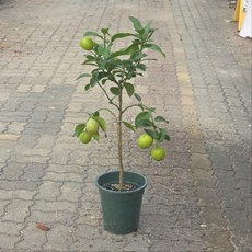 왕 레몬나무 대품 대형 과실수 그린식물팜, 1개