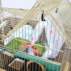 애완조 하트둥지 앵무새둥지 중 사이즈 새집 포치