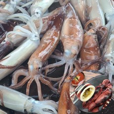 원양 선동 급냉 오징어 냉동오징어, 2kg, 1개