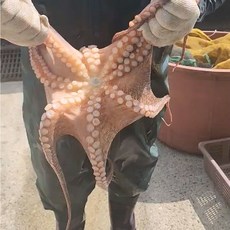 [선별특품] 문어 100% 자연산 통영 돌문어 생물 당일조업 산지직송 디아머스, 1개, 1kg(1~4미)