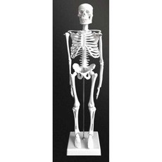 인체모형 해부학 뼈 해골 모델 골격 교육용 실습 전신, 1개