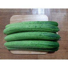 아삭한 백오이 피클 소백이용 5개, 10개