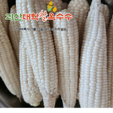 예약 괴산 대학찰옥수수 특상품 (16cm 이상), 30개, 3.8kg