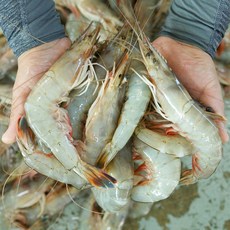 안면도 자연산 가을 대하 1kg, 냉동 자연산 대하 1kg(18미내외)