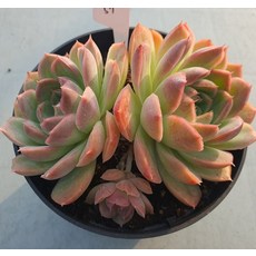 [앨리다육코리아] 부드러운 볼륨감이 사랑스러운 델리쿠키 화분크기 10.5cm