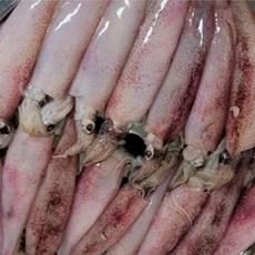 잇타 한치 생물 통찜용 급냉 원양산, 60개, 2kg