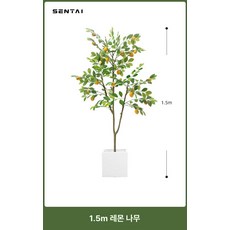 나무 북유럽 인테리어 플랜테리어 소품 금귤 거실 카페, 1.5m 레몬나무 화이트 사각 화분 포함