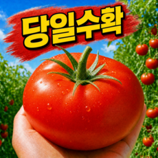 [100박스한정] 초특가 완숙 토마토, 1개, 2kg