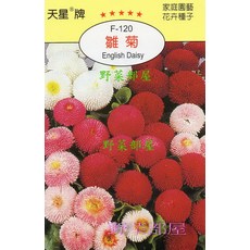 天星牌雛菊種子 F-120 野菜部屋 English Daisy 花卉種子, 1包