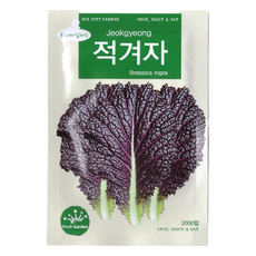 청농 적겨자 씨앗 2000립 겨자채씨, 1개