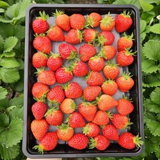 설향 딸기 못난이 주스용 업소용, 1.5kg, 1세트