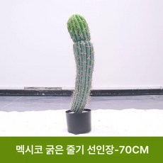 중형 인조 선인장 조화 실내 조경 화분 플랜테리어 인테리어, 1개, W. 멕시칸 선인장 70cm