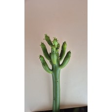 연필선인장 유포르비아 청산호 랜덤상품