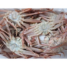산지직송 생물 영덕대게 포항 구룡포, 1개, 생물 활대게2kg(4~6마리)