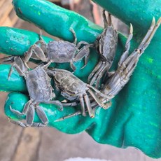 자연산 생물 칠게 게 무침 장 튀김 500g, 1개, 500g내외(50미 내외)