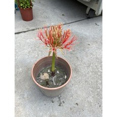 霏霏園藝 火球花 5吋盆栽 色彩鮮豔 花期持久 輕鬆佈置居家