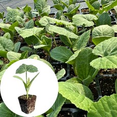 새마을총각 조선호박모종 재래종호박, 2개