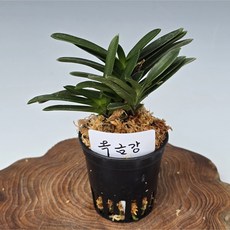 옥금강(포트), 1개