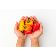 국내산 미니파프리카 2통 4통 10통, 4개, 250g