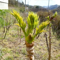 지리산 노지 햇 나무두릅 참두릅 500g 1kg, 최상품, 1개