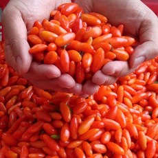 충북 청양 국산 건구기자 건조 말린 구기자 차 300g 500g, 1개, 청양 구기자