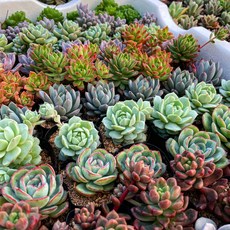 예쁜 다육이식물 중복없이 10개 랜덤 국민다육이 챈들화방 농장직영 운영, 10개 랜덤 세트(리뷰), 식물 이름표