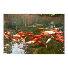 【御畫房】年年有魚 國家一級畫師手繪油畫60 90cm(VF-14), 1個