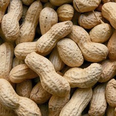 [힘찬열매] 25년 고소한 국산 생땅콩 피땅콩, 1개, 500g