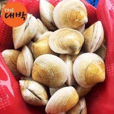 제철 생물 모시조개, 1개, 모시조개 1kg