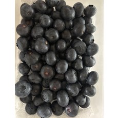 블루베리 유기농 생과 제철 신선한 피로회복 면역 식품 1kg 1개
