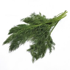 야채왕 허브 생잎 딜 Dill 10g 향신료 1팩, 1개
