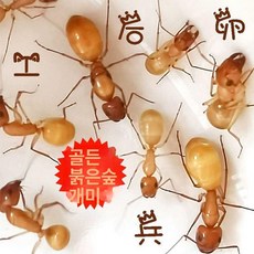 개미사육장 여왕개미 키트 투명 앤트하우스, 전체 옐로우 앵커 캐슬없음, 1개, 1L