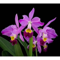 [루반정원] (원종 카틀레야) Cattleya eldorado M. lto, 1개