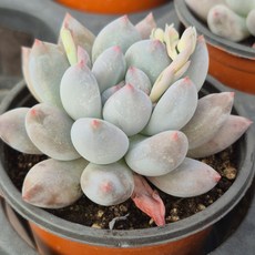 [소소한다육] 하늘미인 파키피텀속 다육식물