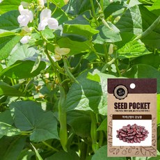 월드가드닝 행복한 텃밭 좋은 씨앗 적색난쟁이강낭콩씨 60그램, 1개