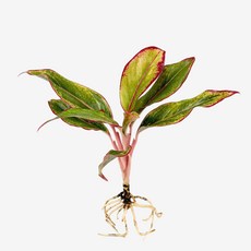 글라스가든 뿌리 흙 세척 오로라 아글레오네마 1뿌리 수경재배 수중 실내공기정화 키우기 쉬운 식물 키우기, 6개