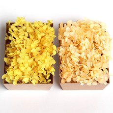 화연양화 톤온톤 박스 수국 2개입 프리저브드플라워 시들지않는생화, 04 옐로샴페인