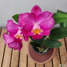 카틀레야 Cattleya Jupiter 쥬피터 원종 워크리아나 교배종 향기좋은 희귀난 고급 서양란, 1개